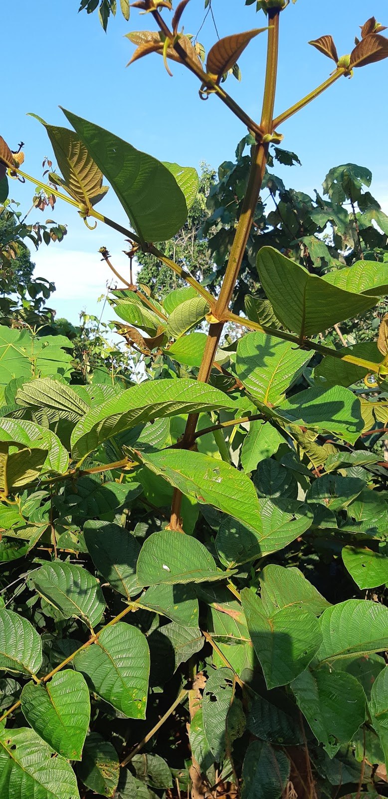 Кошачий коготь Ункария томентоза