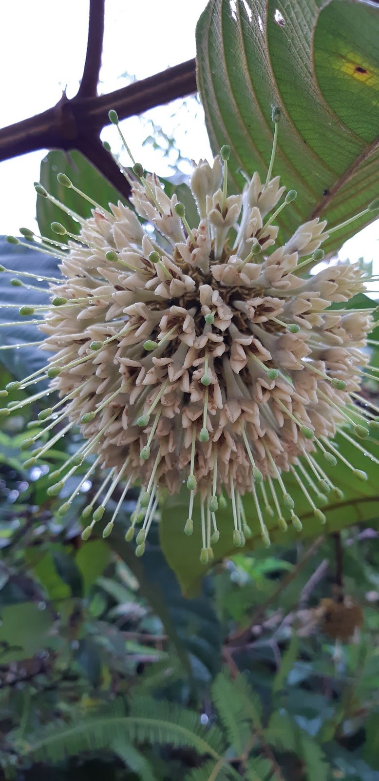 Ункария капсулы фото