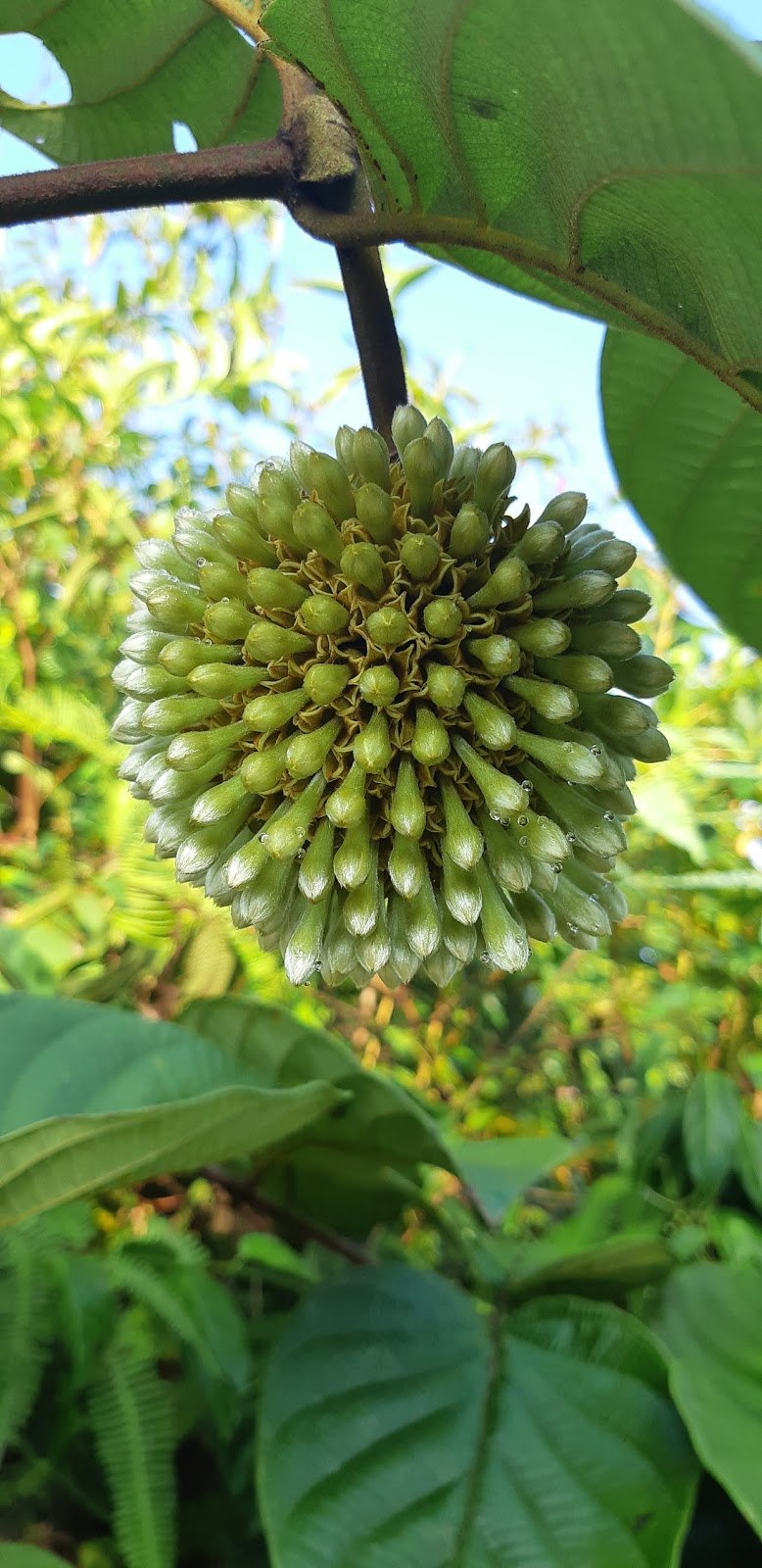 Кошачий коготь Solaray