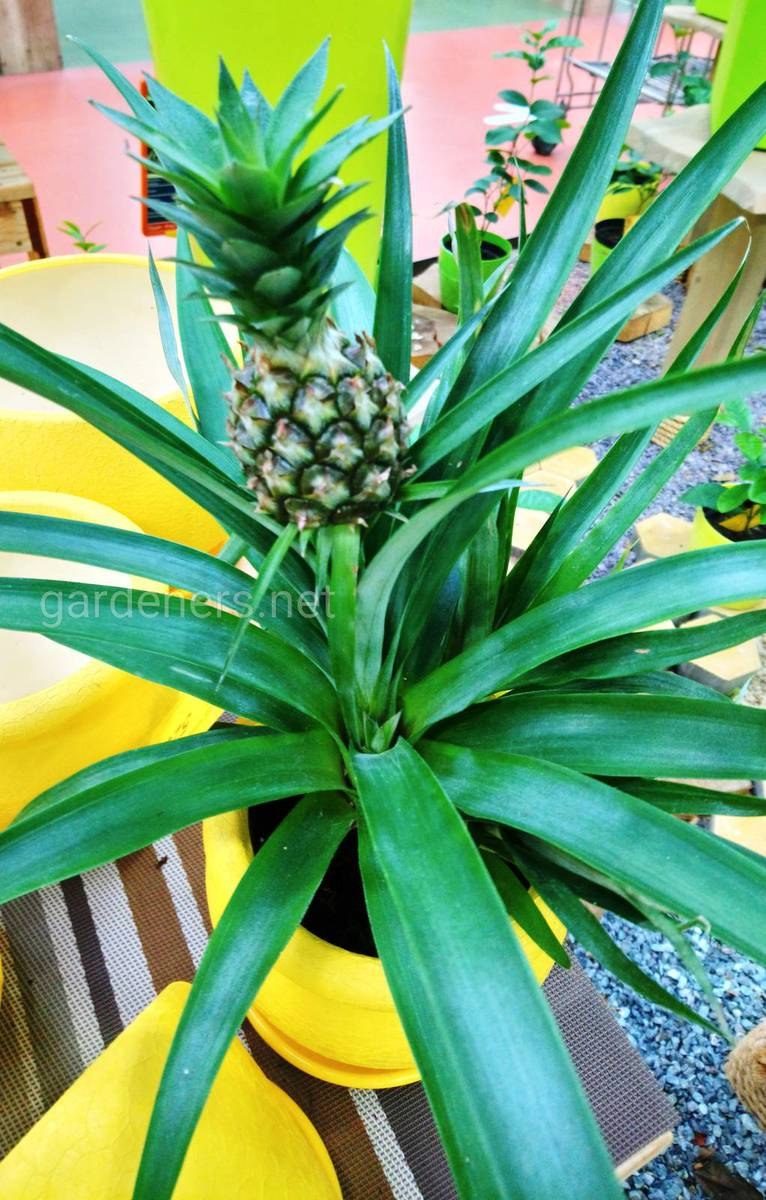 Бромелия ананас