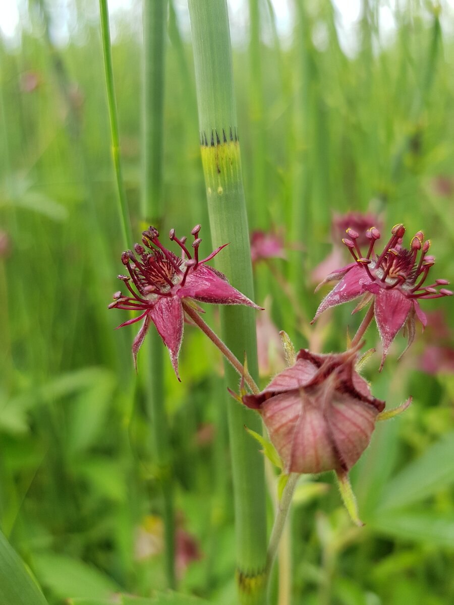 Растение сабельник болотный