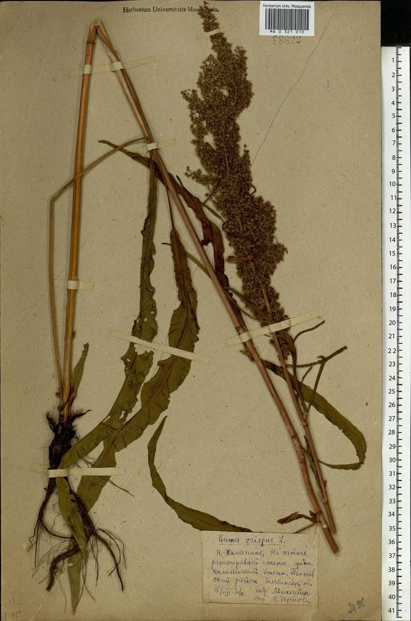 Щавель курчавый гербарий