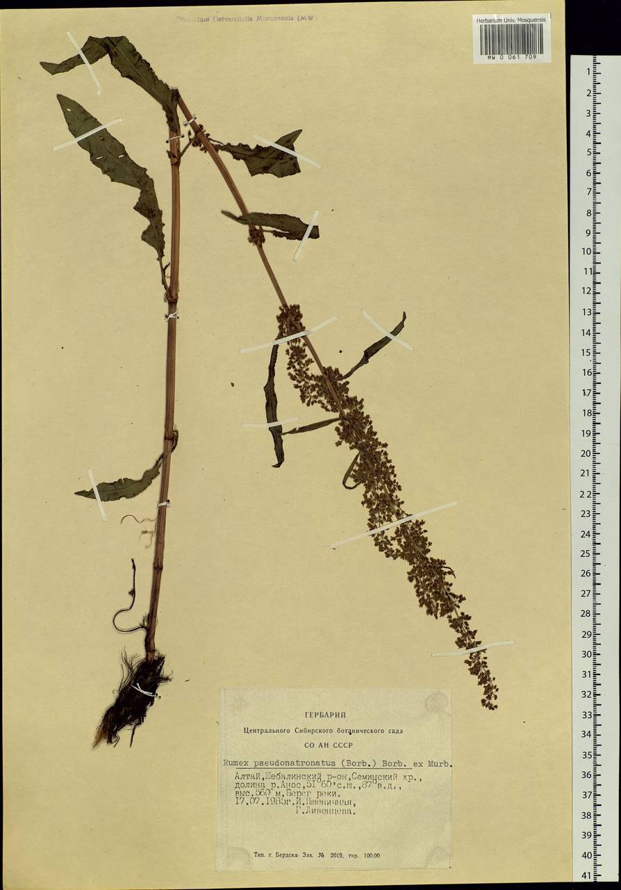 Щавель курчавый