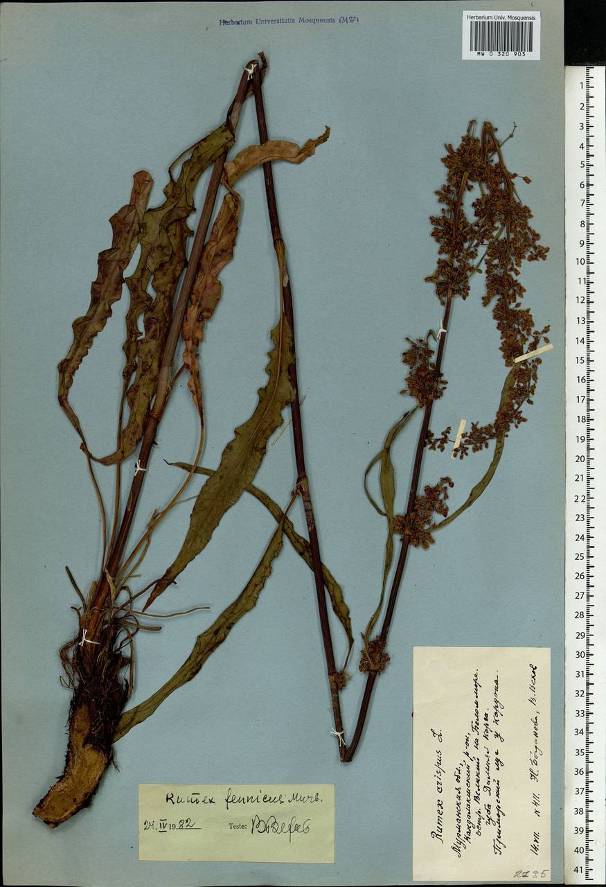 Щавель ложносолончаковые