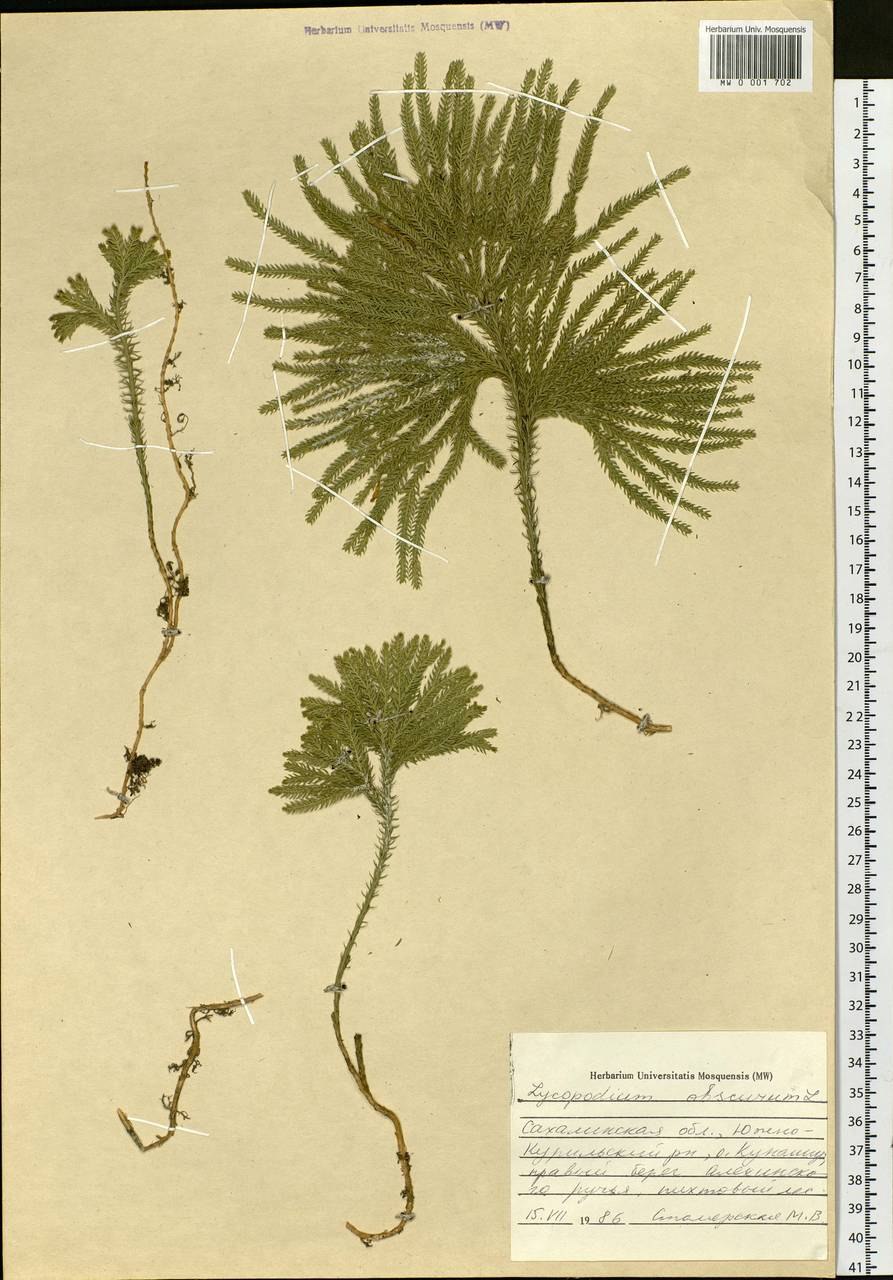 Плаун тёмный