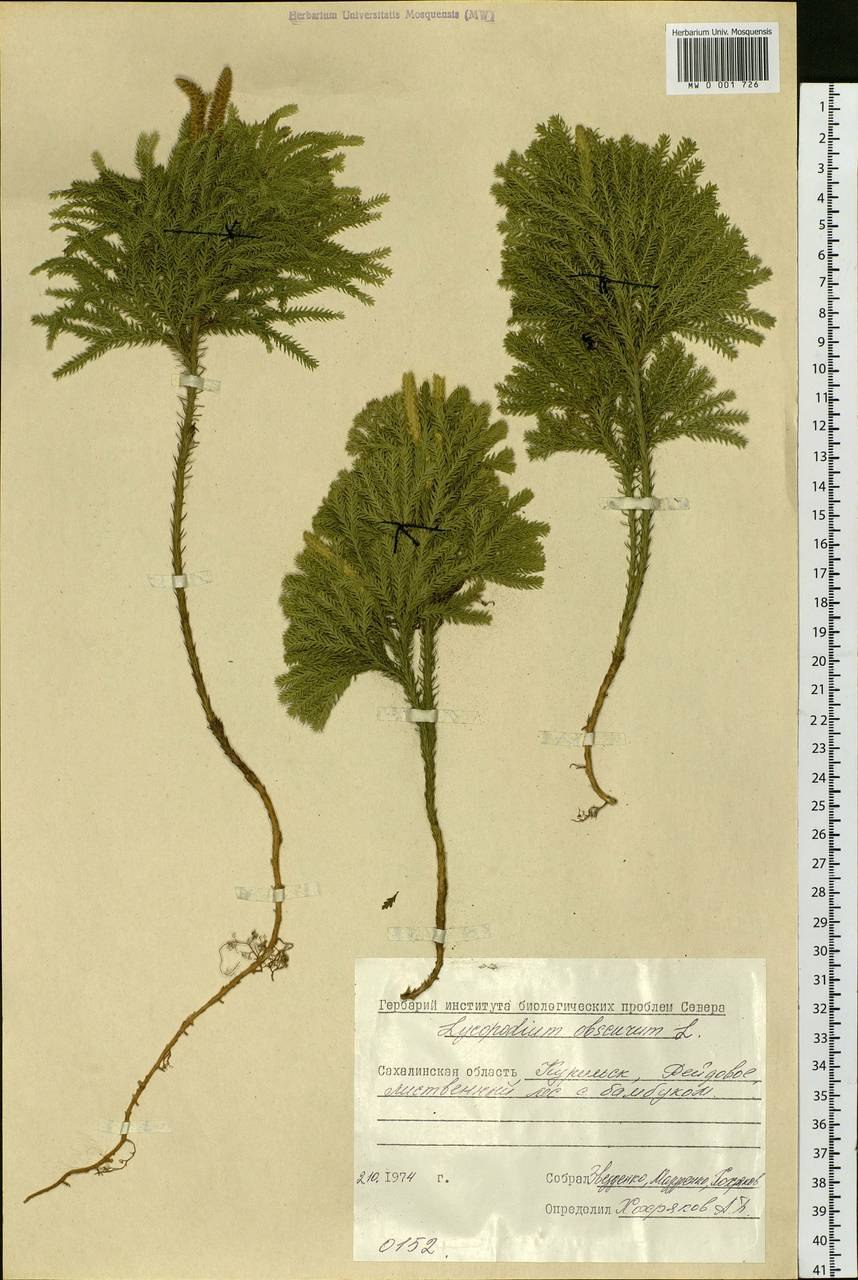 Huperzia nummulariifolia