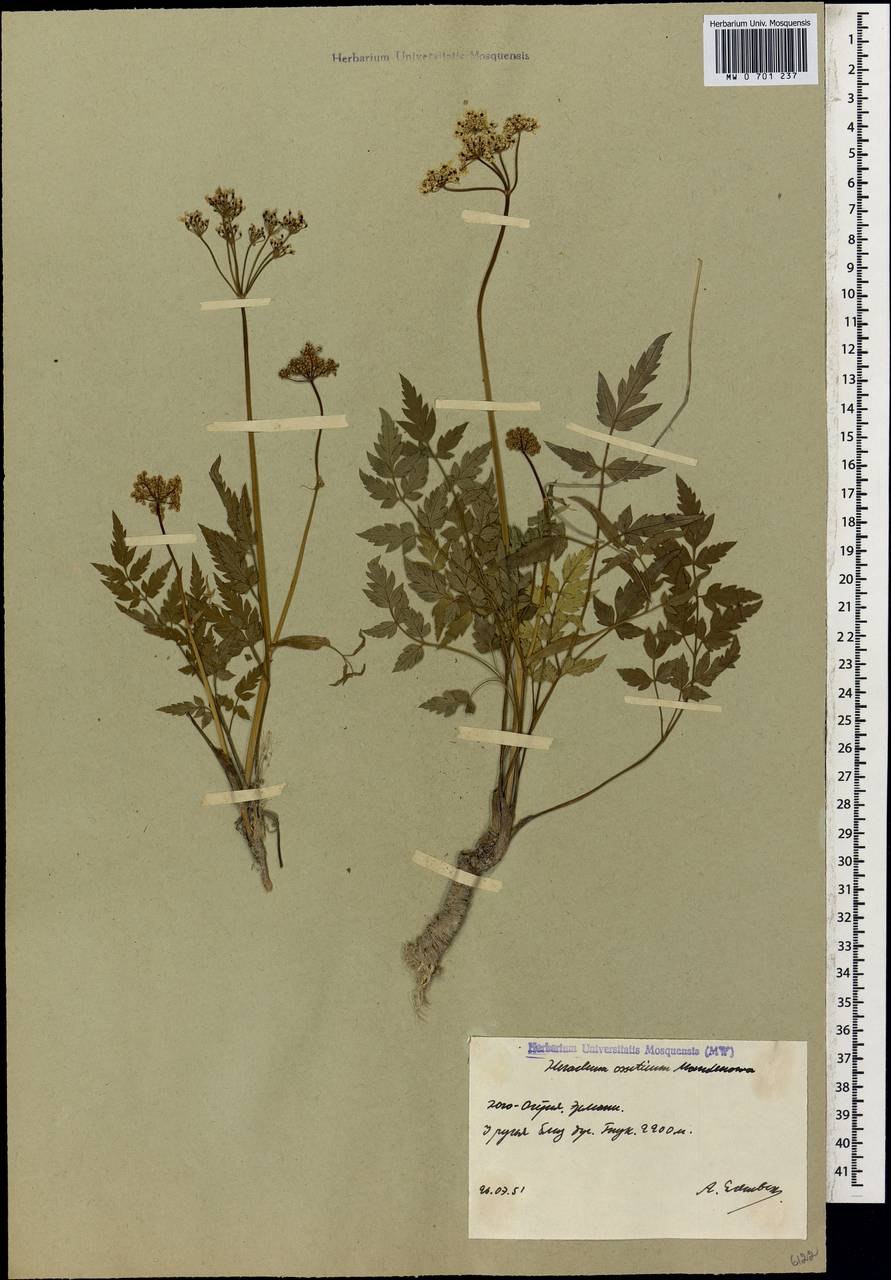 Информация по борщевику