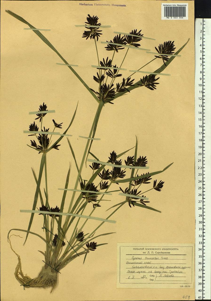 Кандитокс сыть в трусах