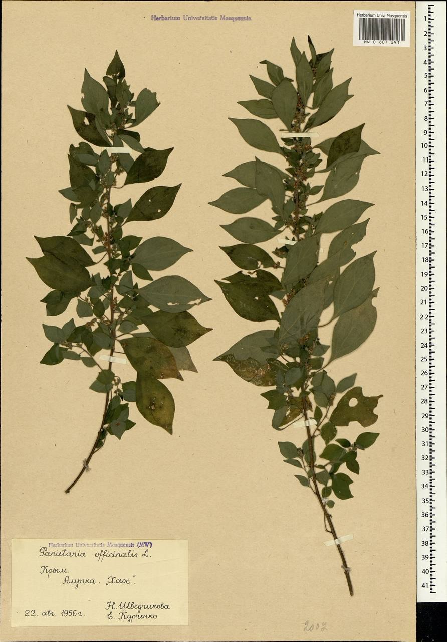 Постенница аптечная