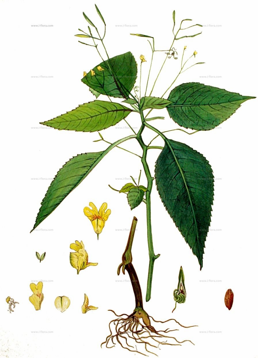 Pellitory, Wall or erect (Постеница)