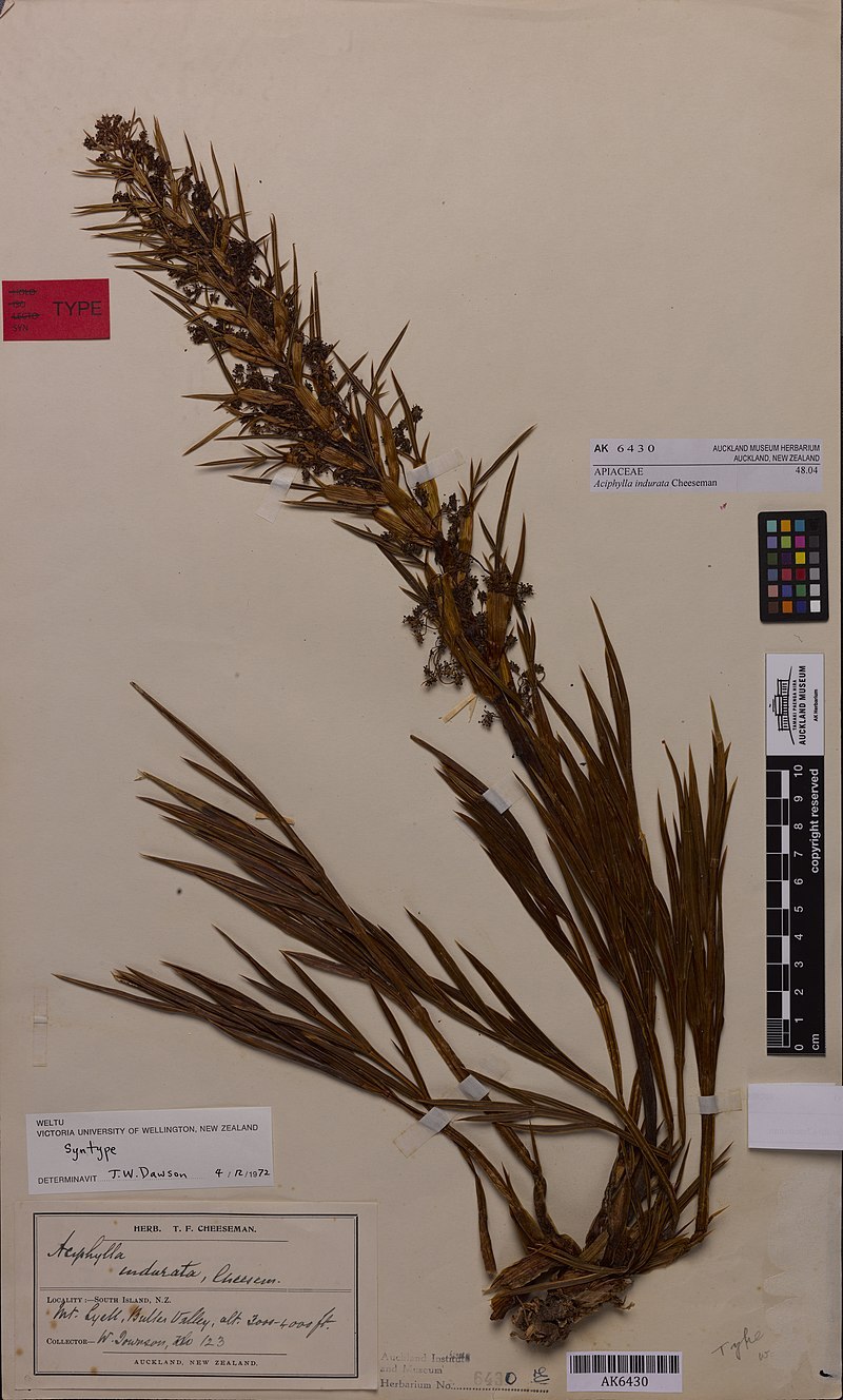 Burseraceae деревья тропики