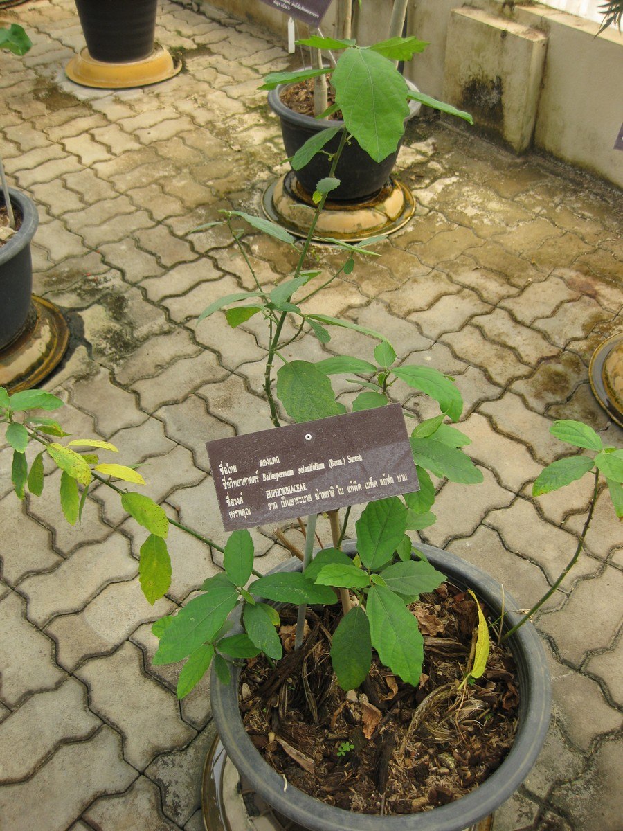 Baliospermum solanifolium растение