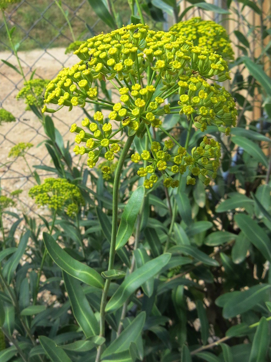 Володушка двустебельная