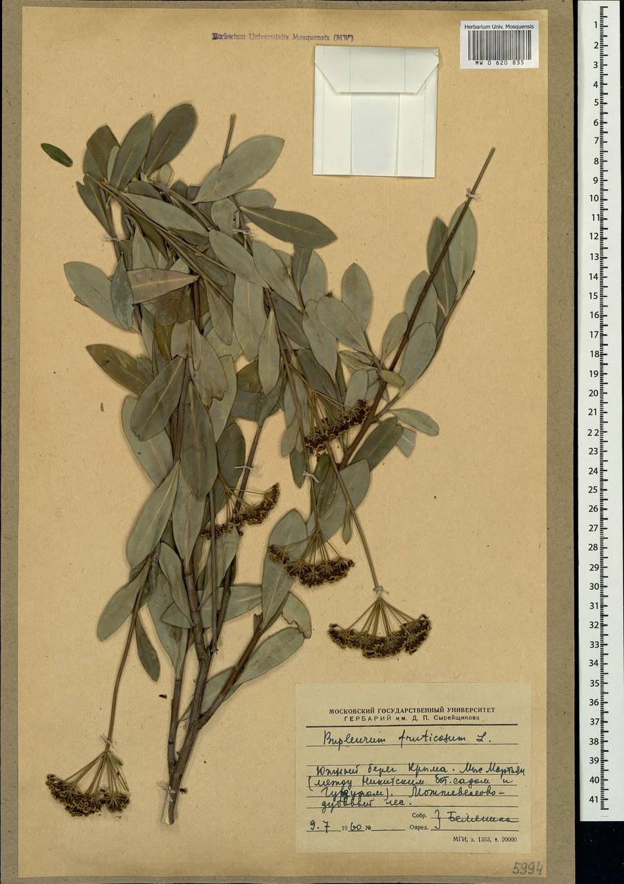 Буплерум володушка