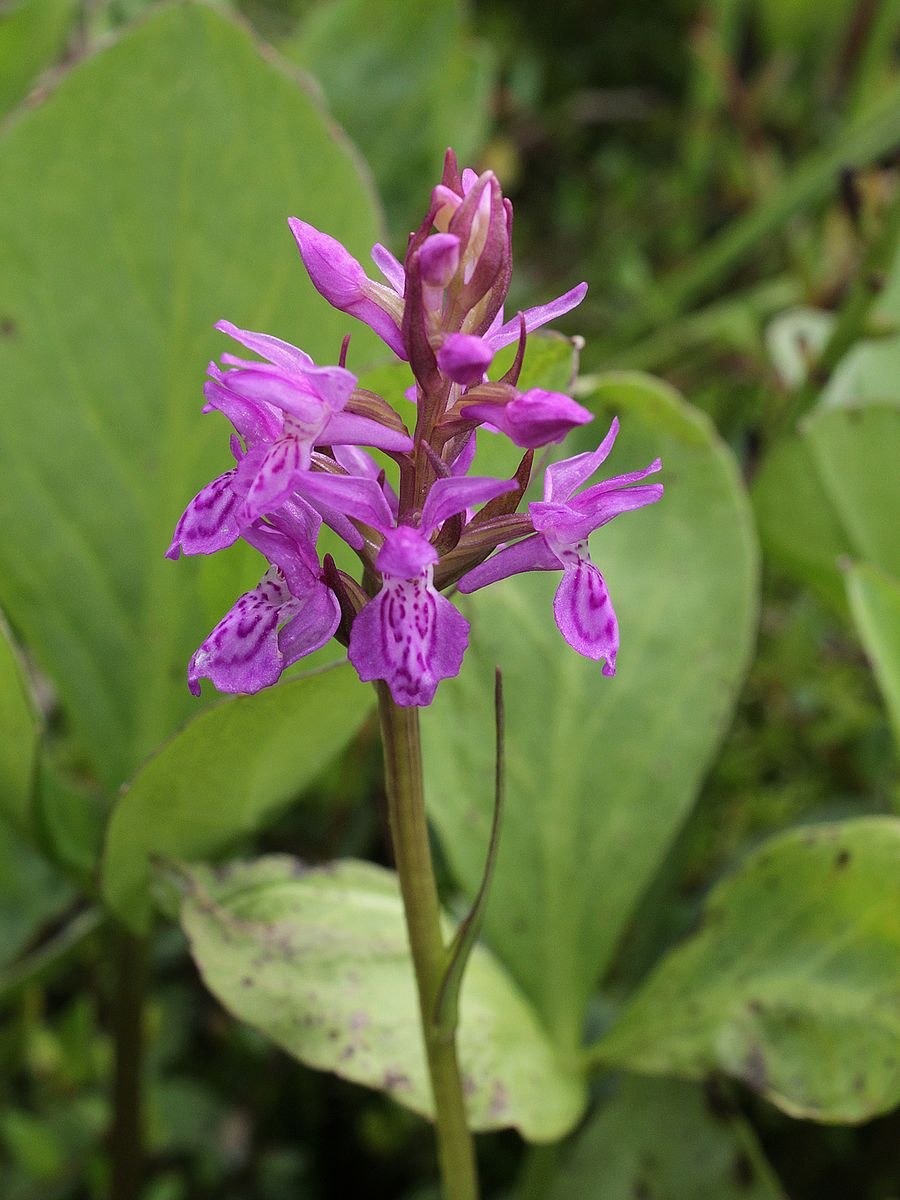 Jacquiniella globosa