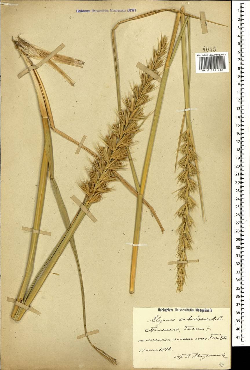 Колосняк Элимус