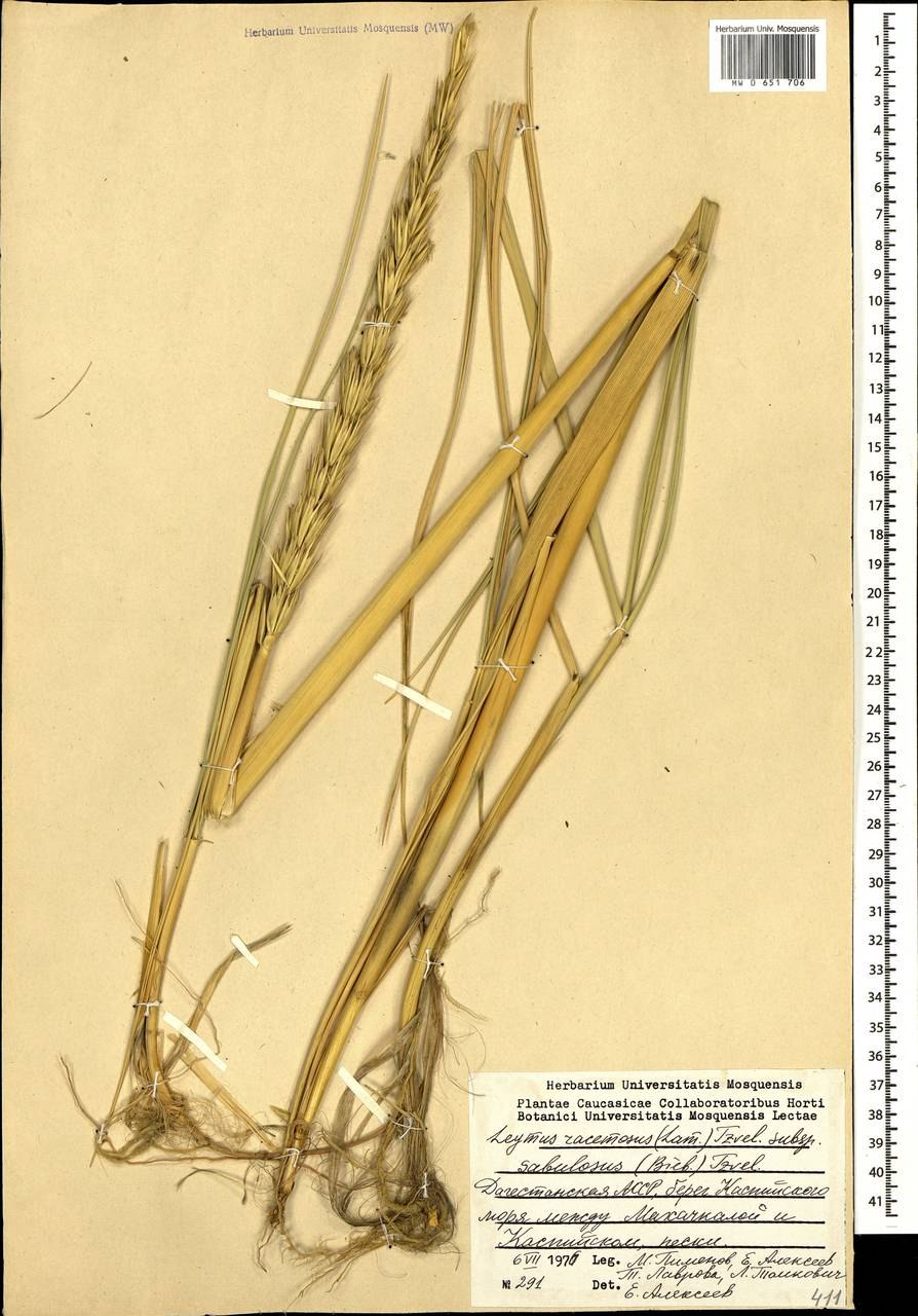 Колосняк дюны