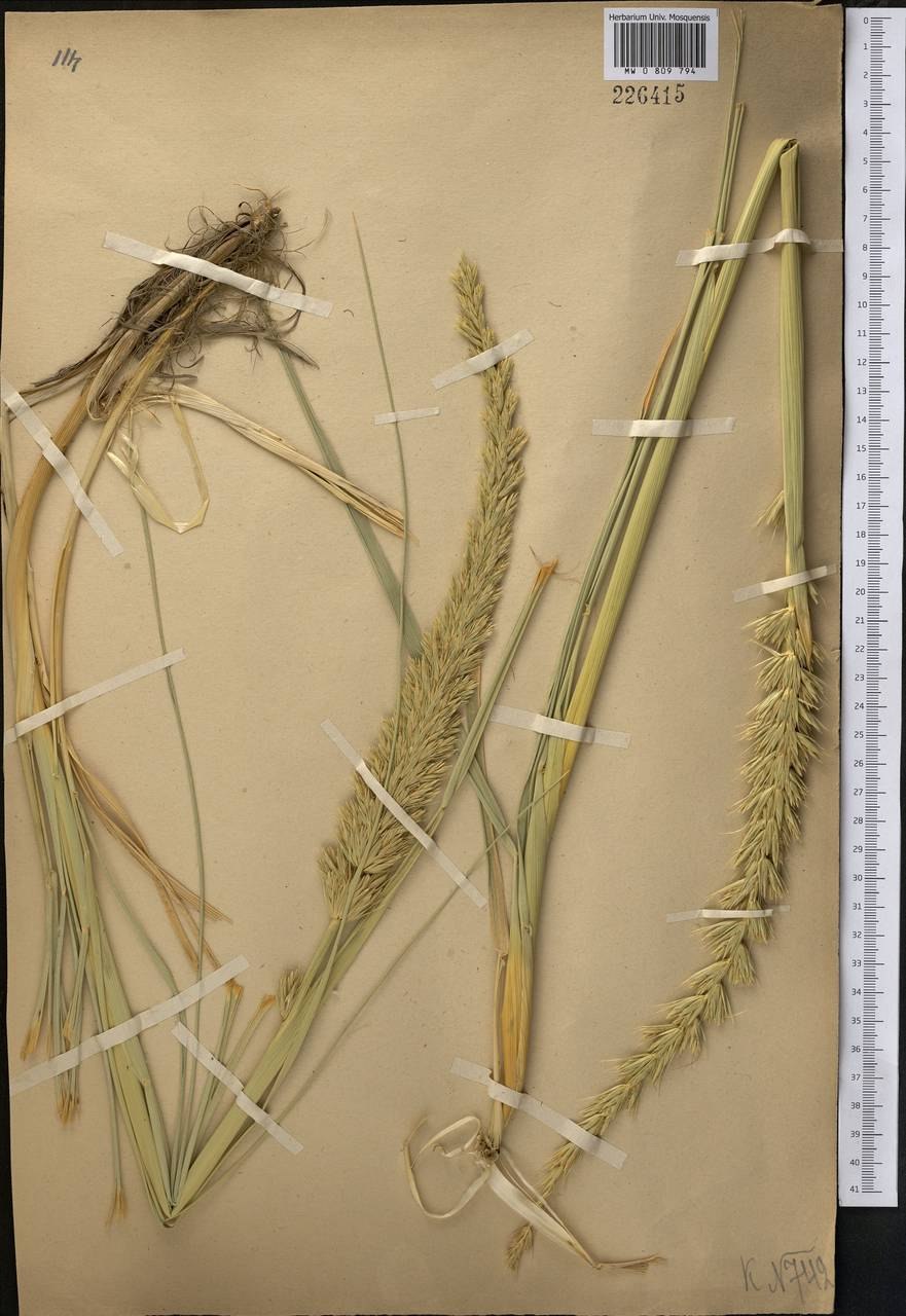 Колосняк в пустыне