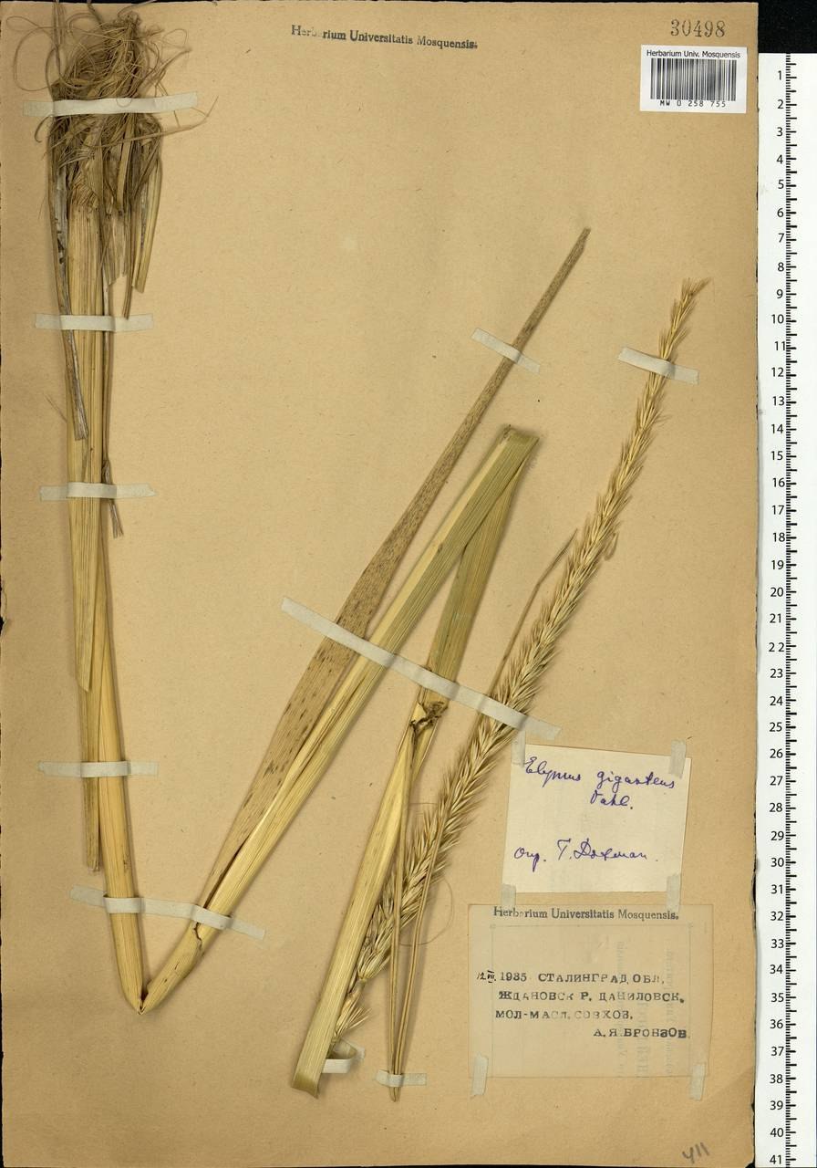 Волоснец кистистый