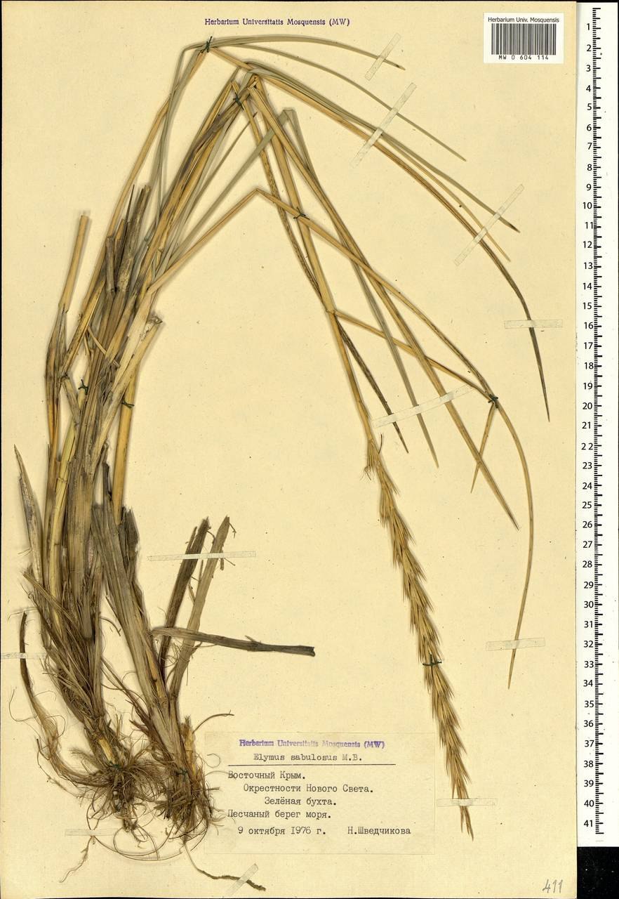Колосняк (Элимус) песчаный