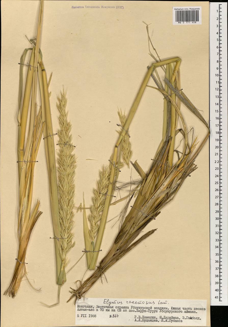 Колосняк Черноморский