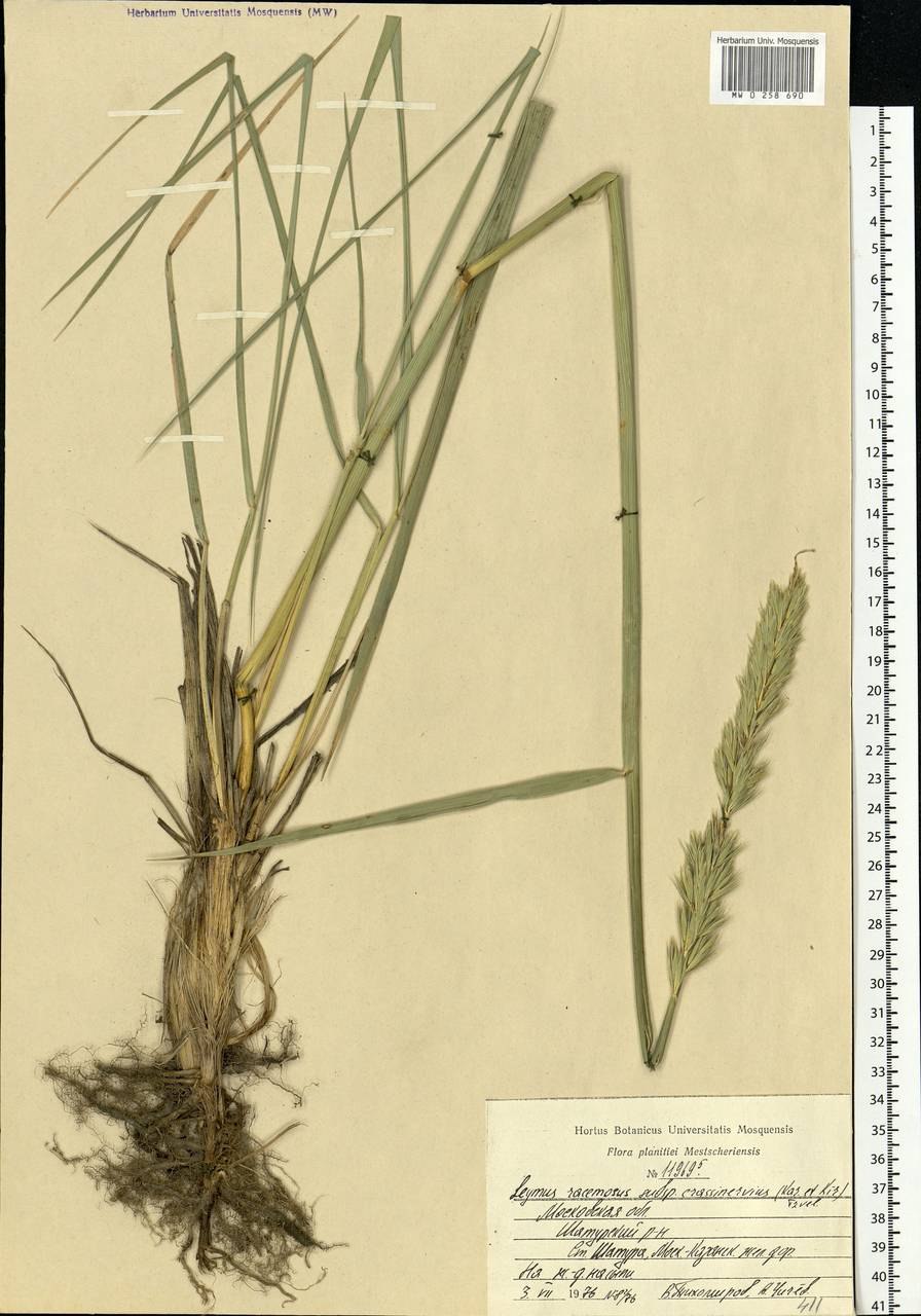 Элимус магелланский