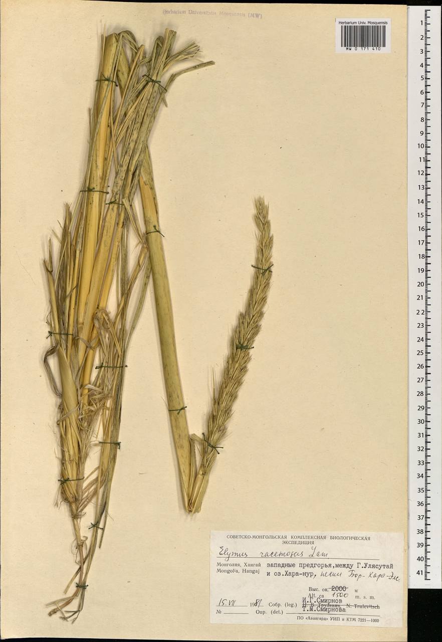 Колосняк песчаный в пустыне