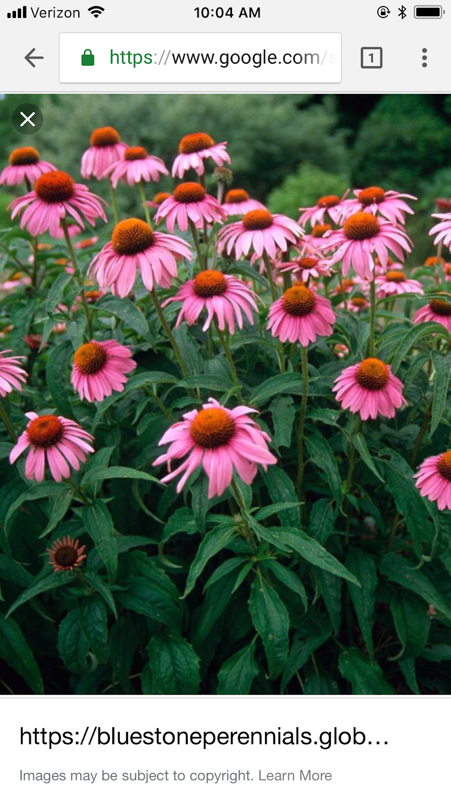 Эхинацея Катарина