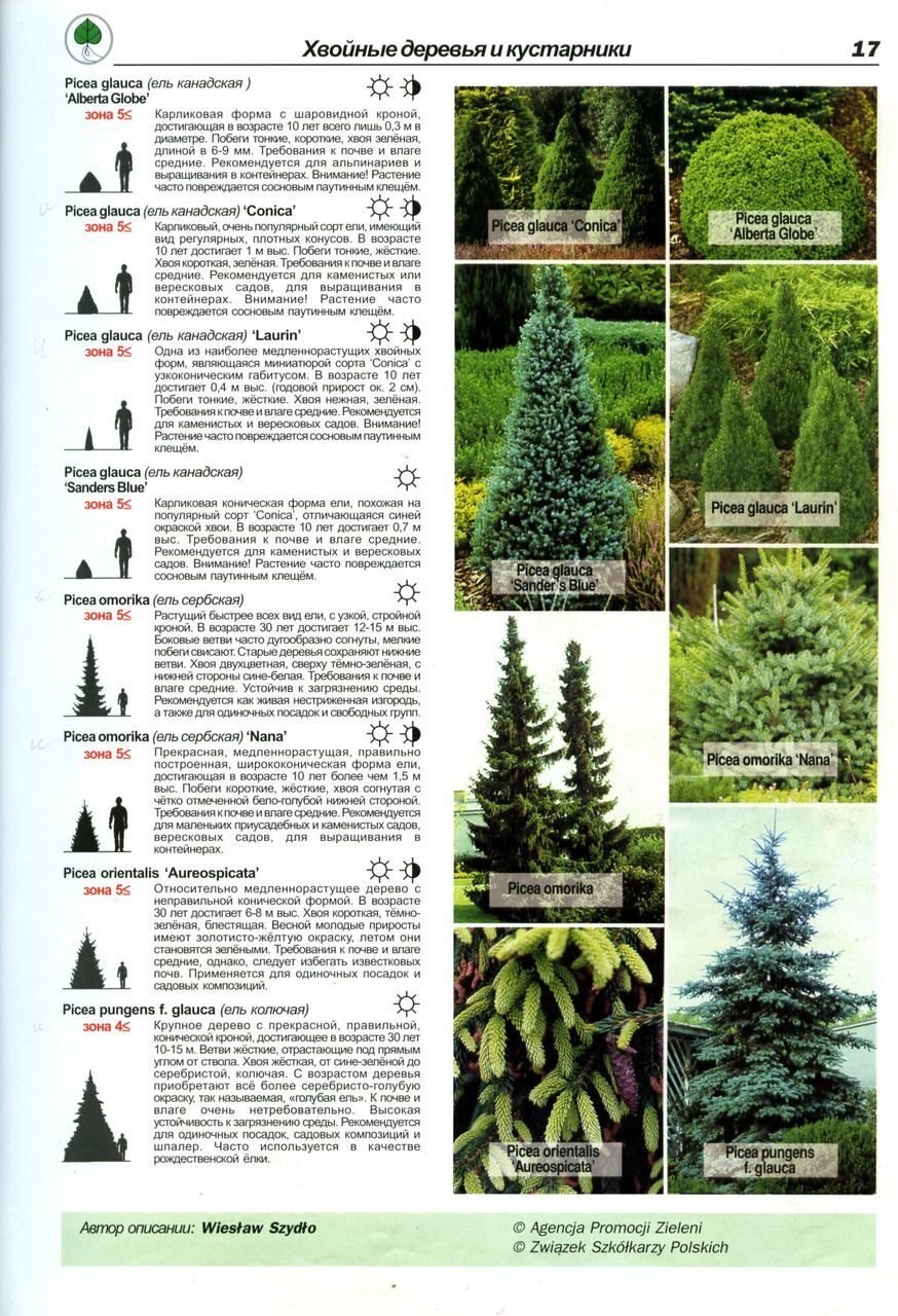 Ель обыкновенная Шютте