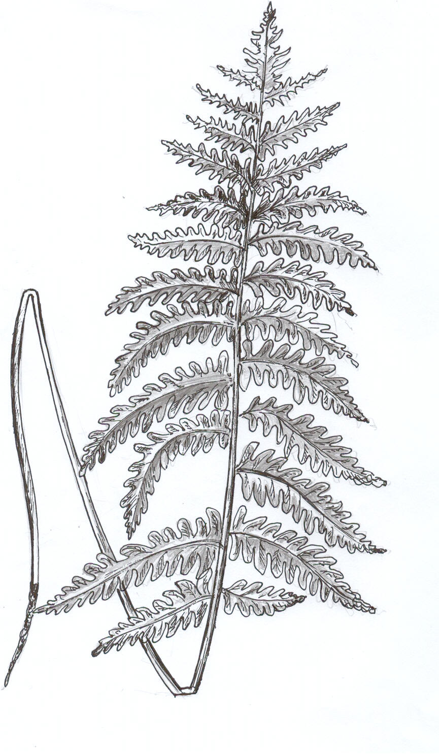 Палеофитные папоротники