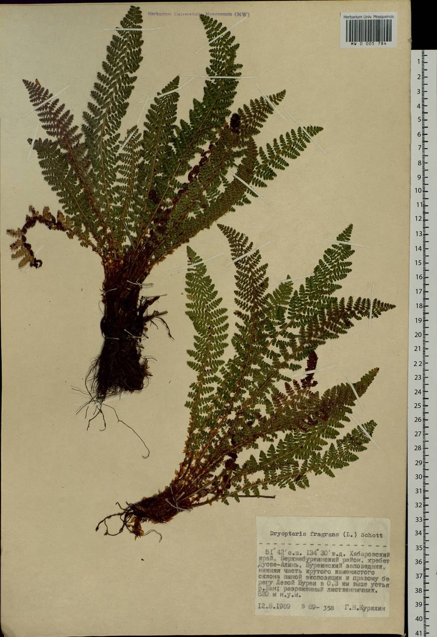 Пузырник луковиценосный