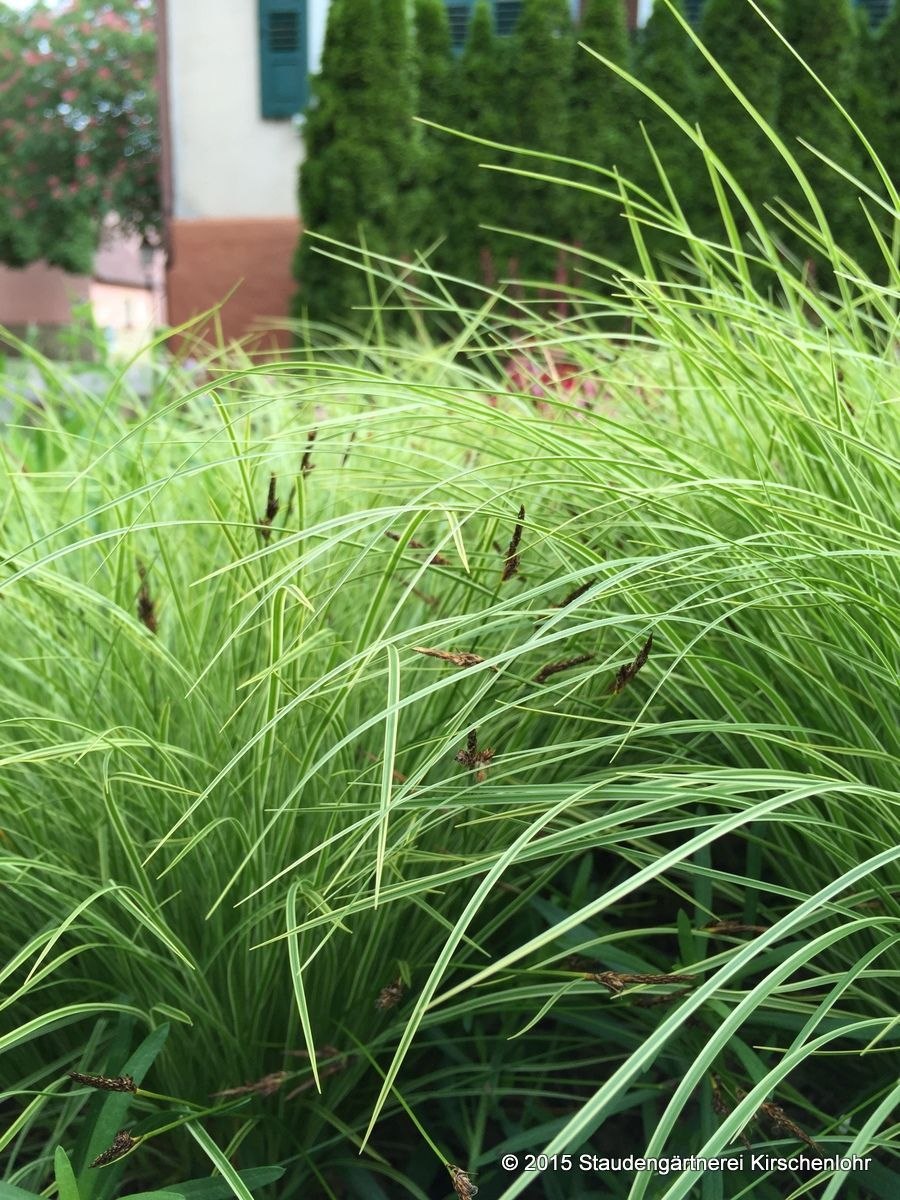 Осока Морроу (Carex morrowii 'variegata) р9
