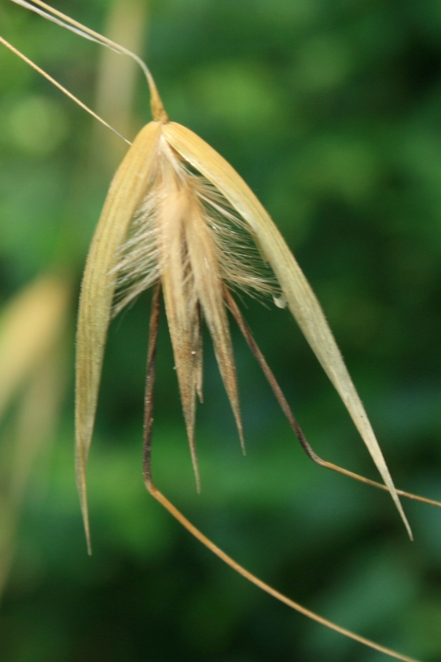 Овес Яровой