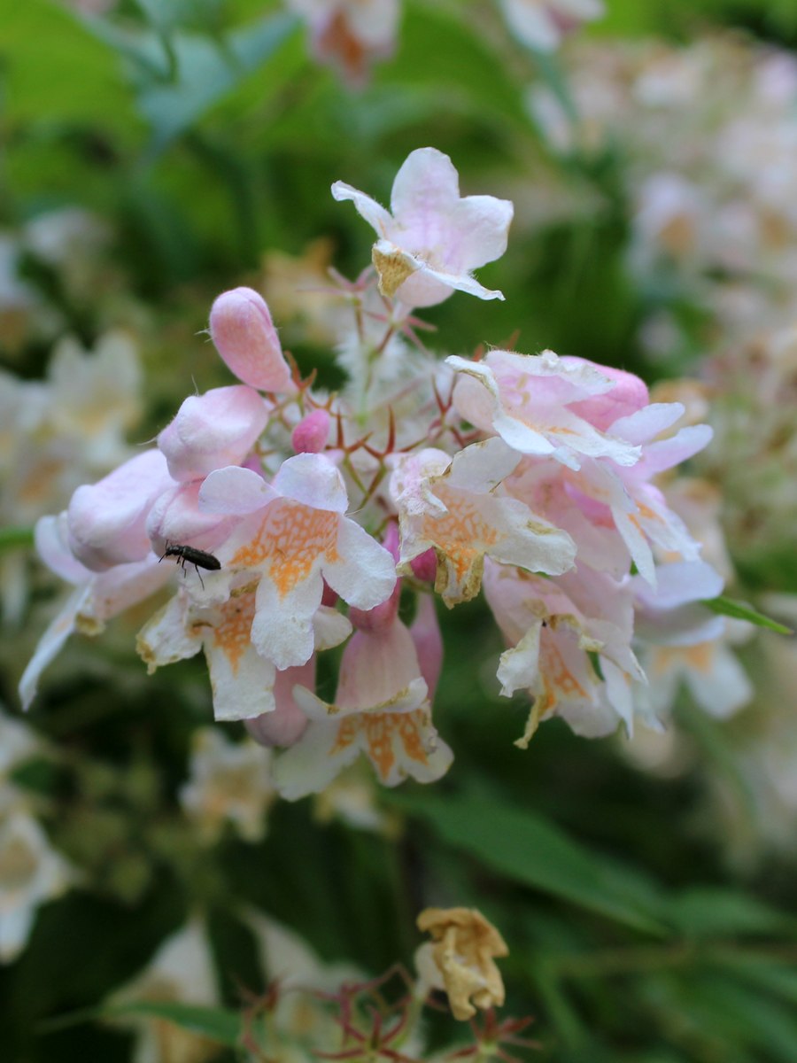 Абелия вечнозеленая