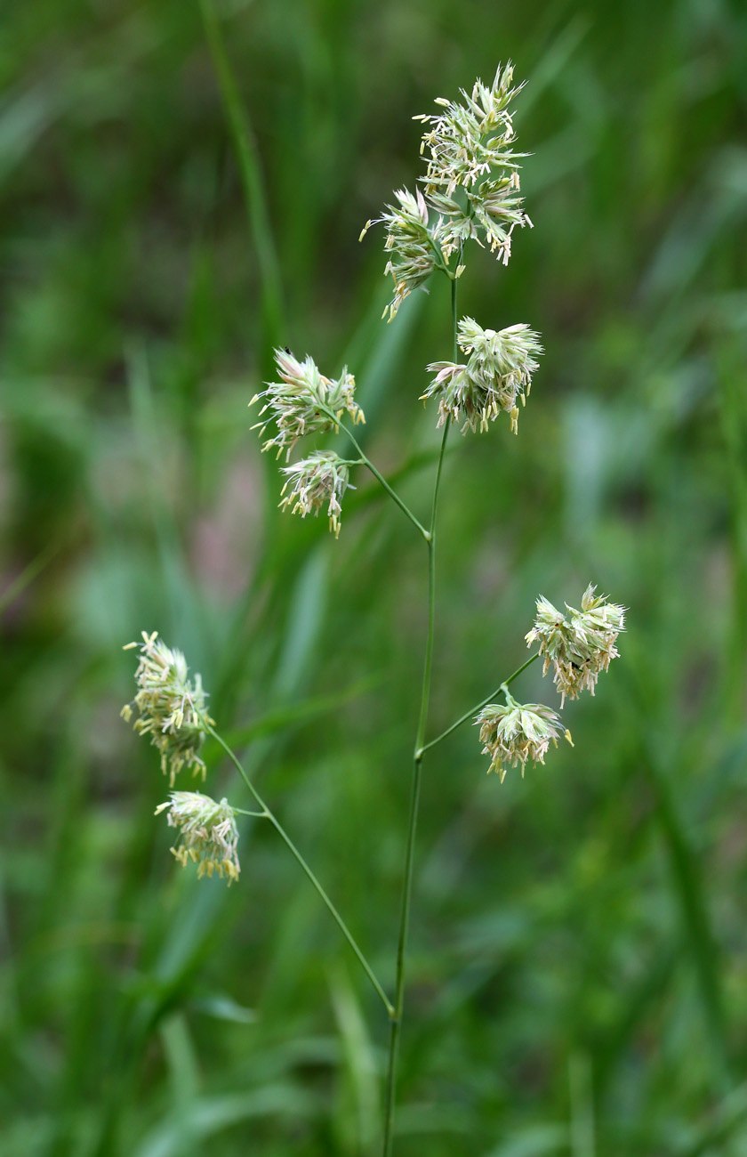 Dactylis glomerata