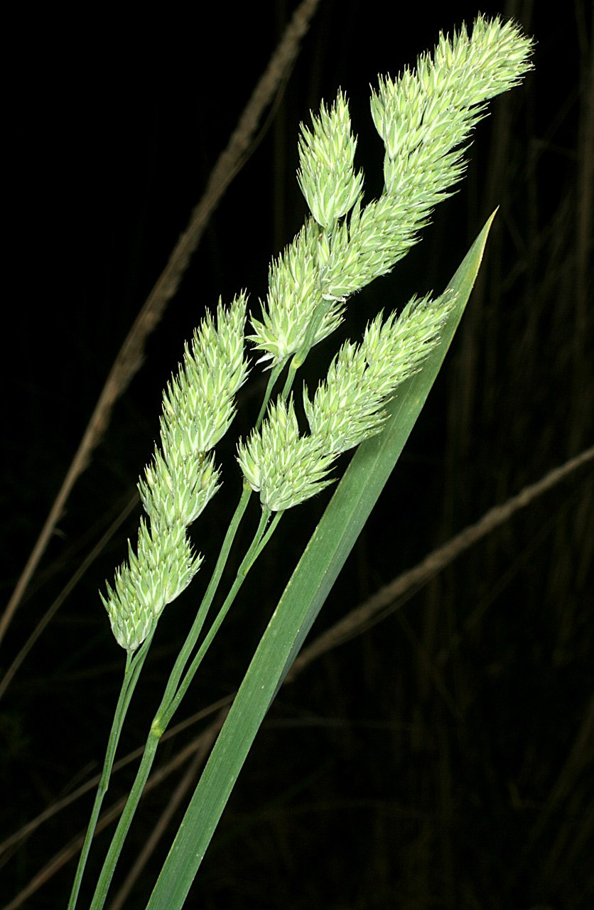 Dactylis glomerata l.