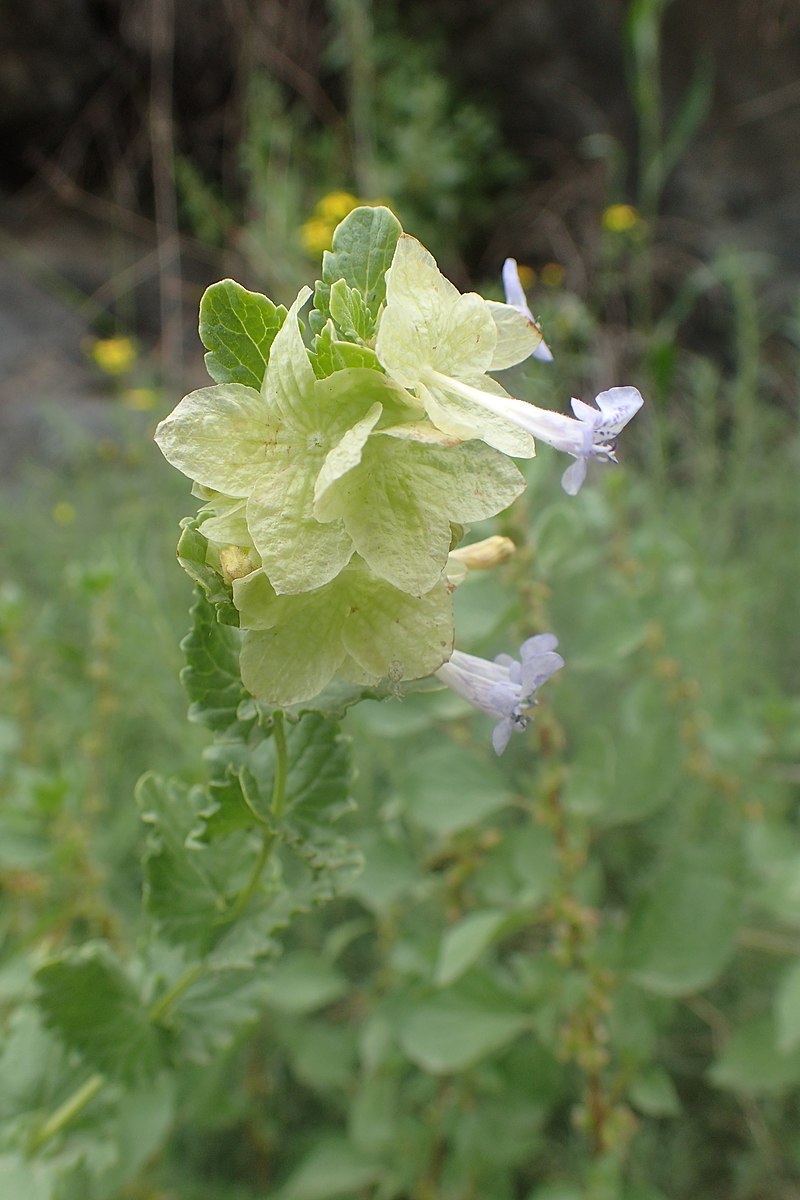 Перилла семена