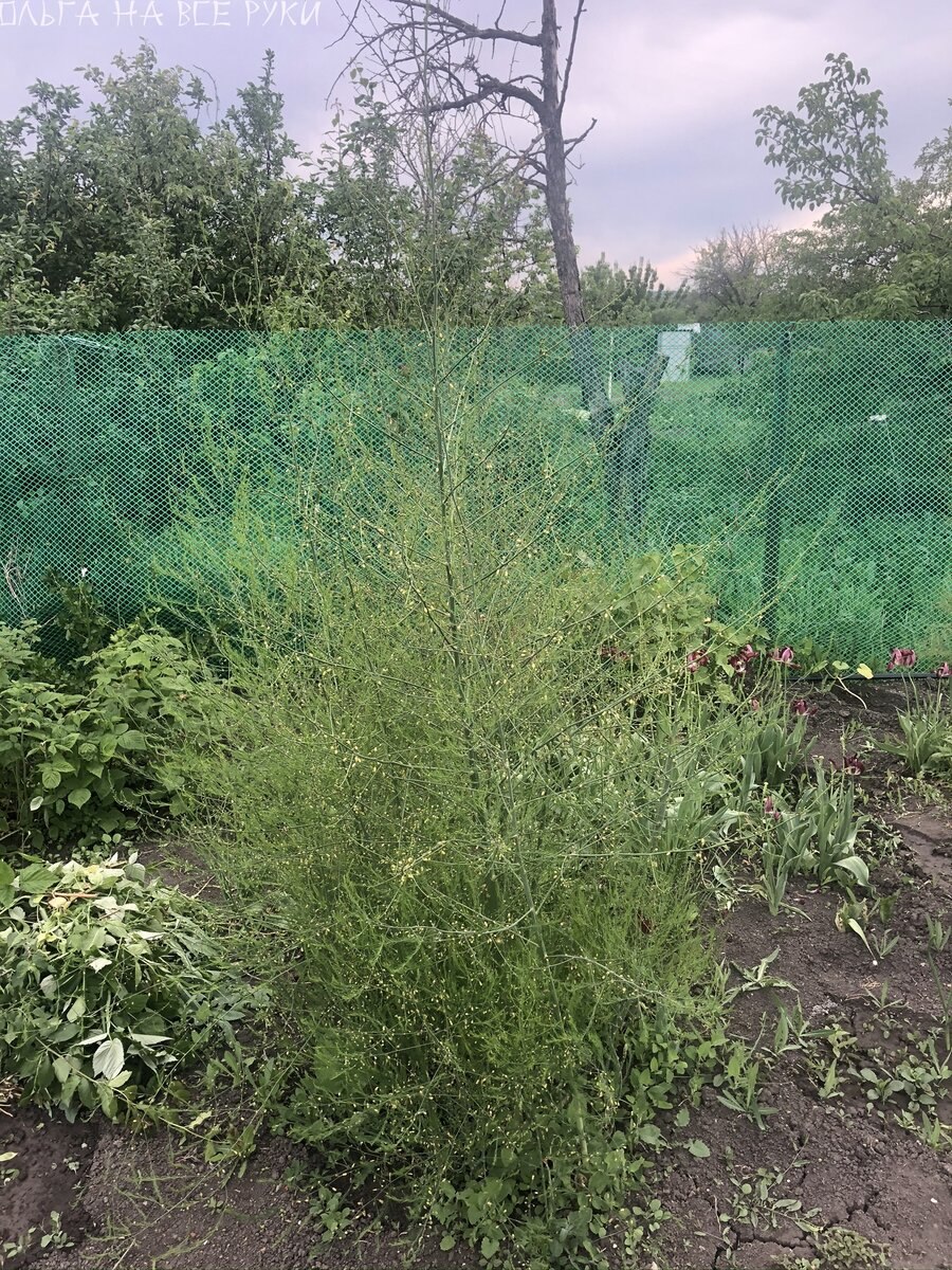 Аспарагус дикий