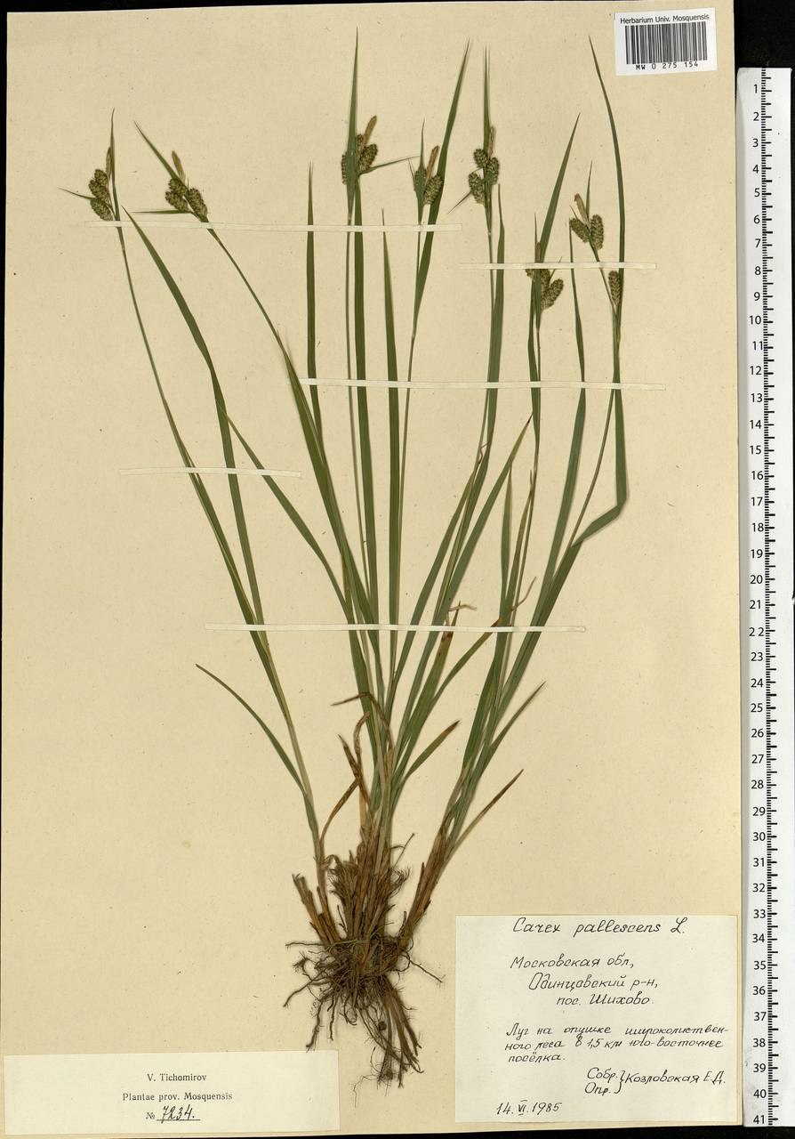 Осока Малышева