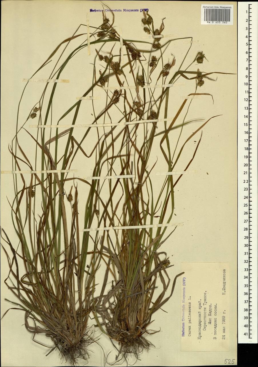 Осока жилкоплодная