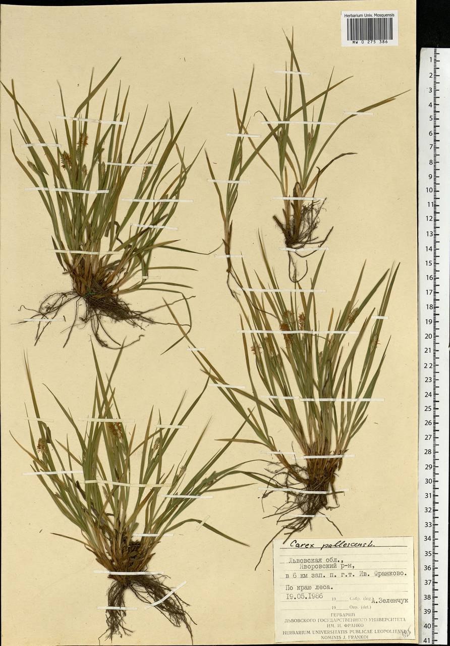 Осока Болотная