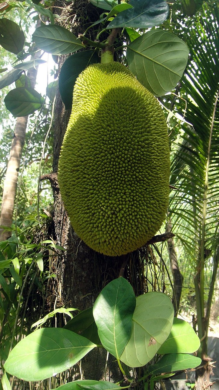 Джекфрут Росток