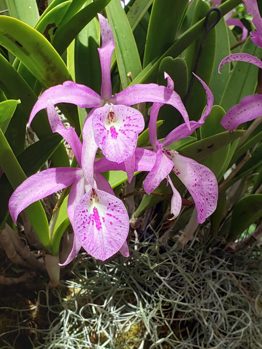 Брассавола аметист