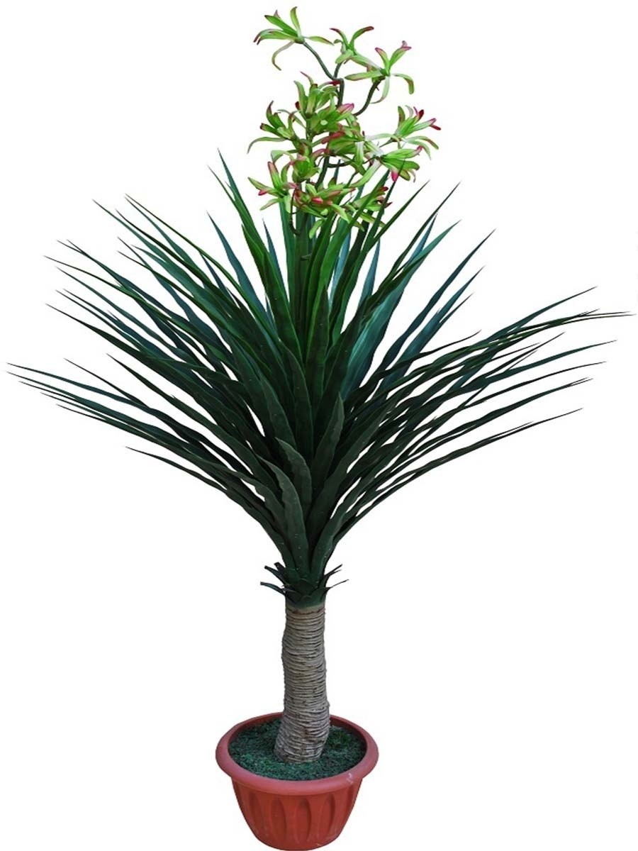 Цимбидиум Толедо