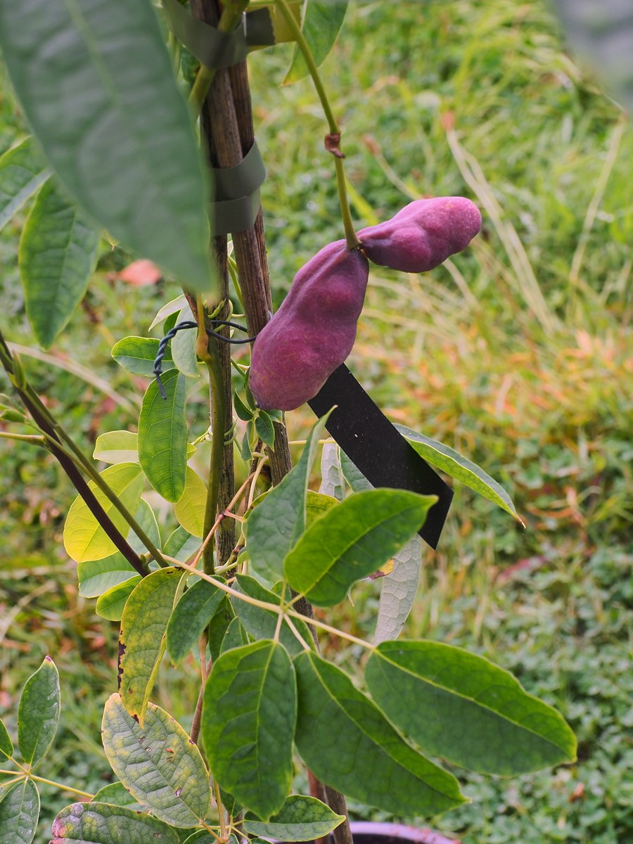 Хольбелия широколистная фрукт