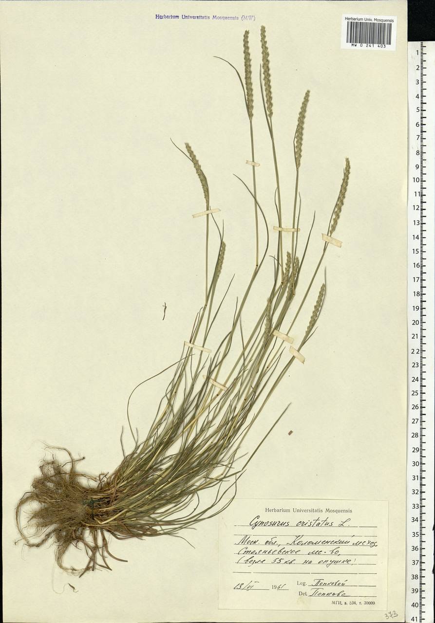 Cynosurus cristatus l