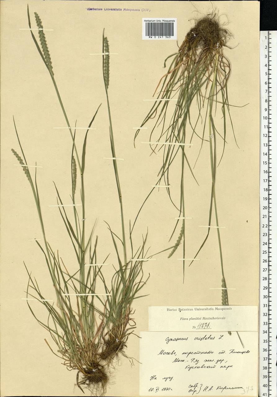 Гребенник гребенчатый