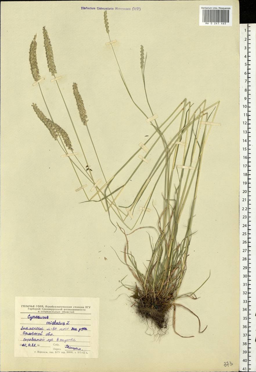 Газонная трава Гребенник обыкновенный