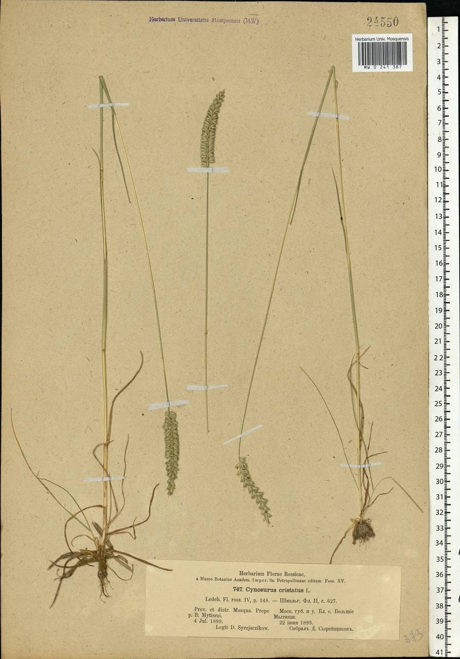 Художник Ольга Гребенник