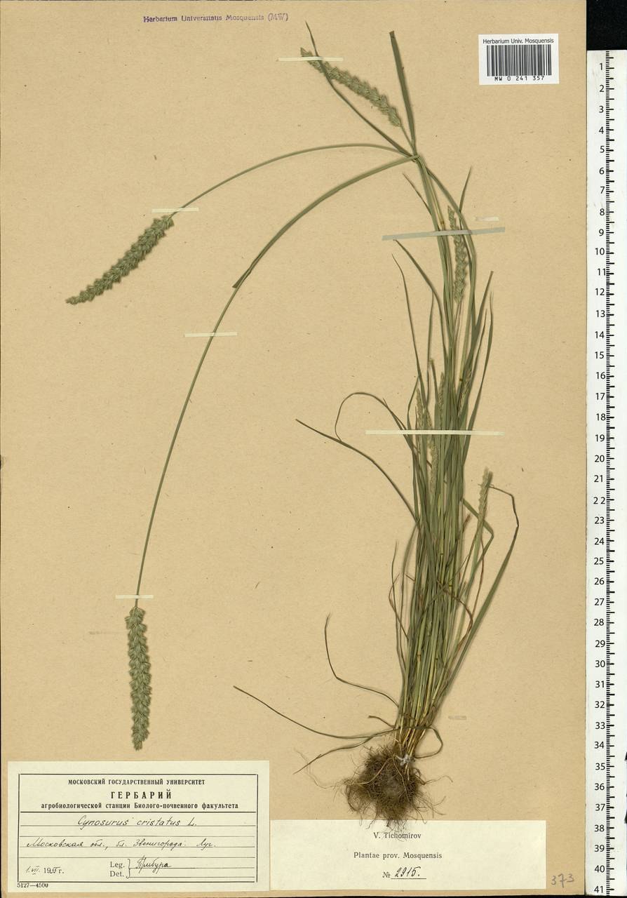 Гребенник Cynosurus cristatus